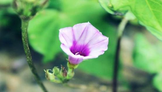 梦见牵牛花是什么意思 梦见牵牛花有什么预兆