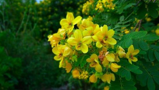 梦见槐花 洋槐花是什么意思 梦见槐花 洋槐花有什么预兆