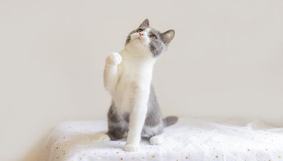梦见生小猫