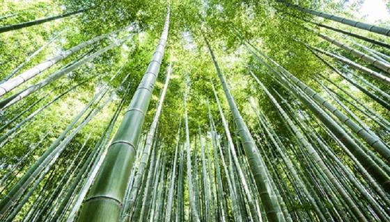 女人梦见植物长势很好