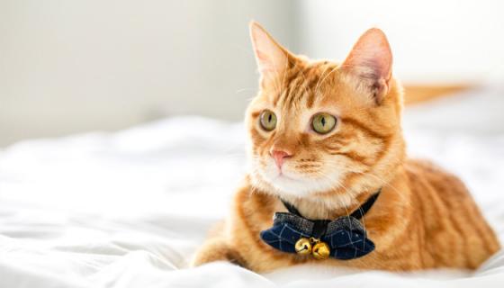 梦见小猫崽是什么意思