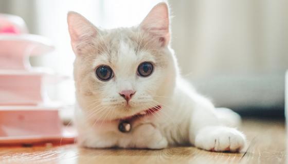 做梦梦见猫生了一窝小猫是怎么回事