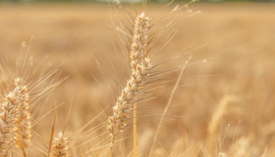 梦见打小麦子什么意思 梦见打小麦子什么预兆