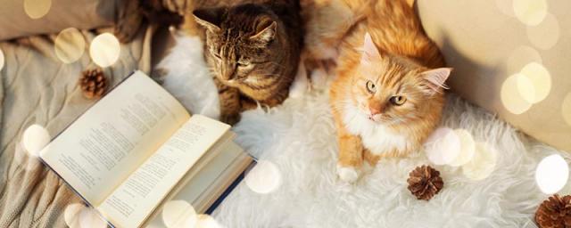 梦到猫是什么意思