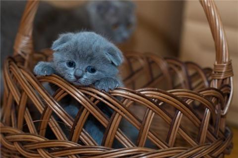梦到一群小猫意味着什么