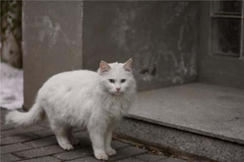 梦到了猫肉是不是好的征兆呢
