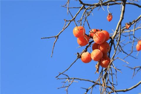 梦到市子是凶兆还是吉兆