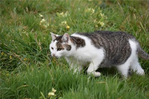 梦到了捕猎什么寓意