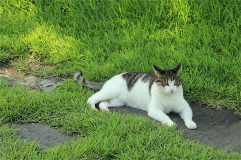梦到了猫尾巴是凶兆还是吉兆