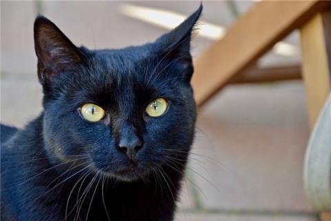 梦见黑猫进家是啥预兆