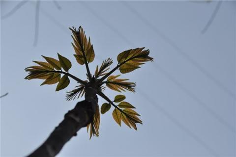 梦到了吃香椿是咋回事