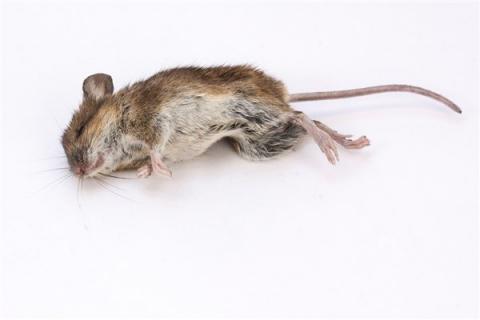 梦到别人打死老鼠有什么寓意吗